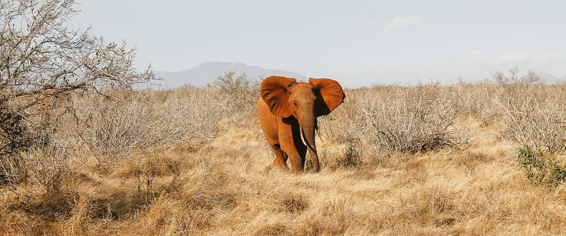 3 Days Tsavo East And Amboseli