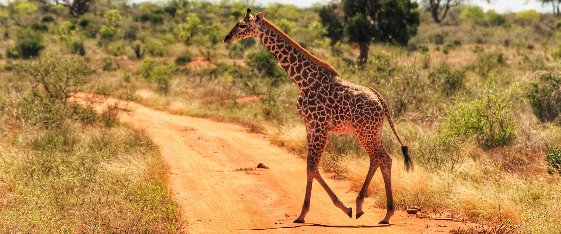 Tsavo East – Amboseli