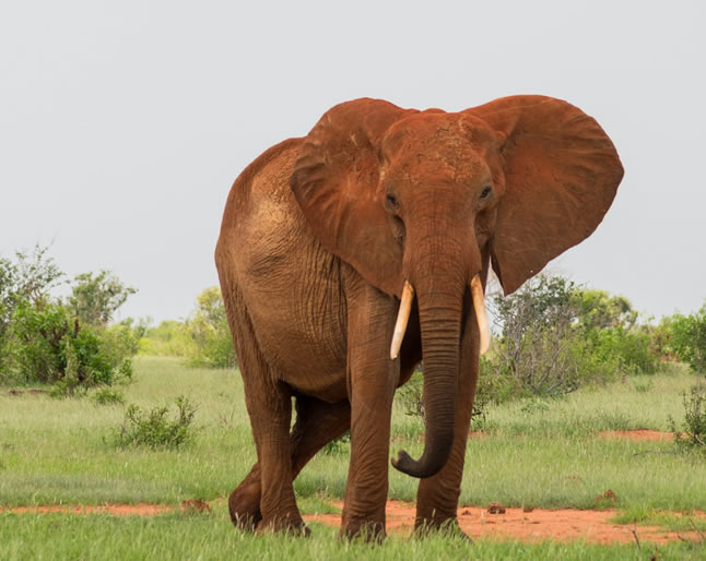 3 Days Tsavo West & Taita Hills Saltlick