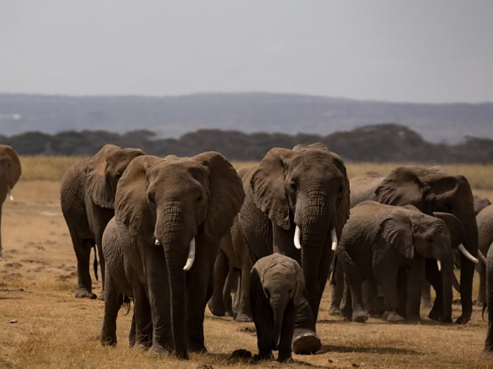 Amboseli National Park