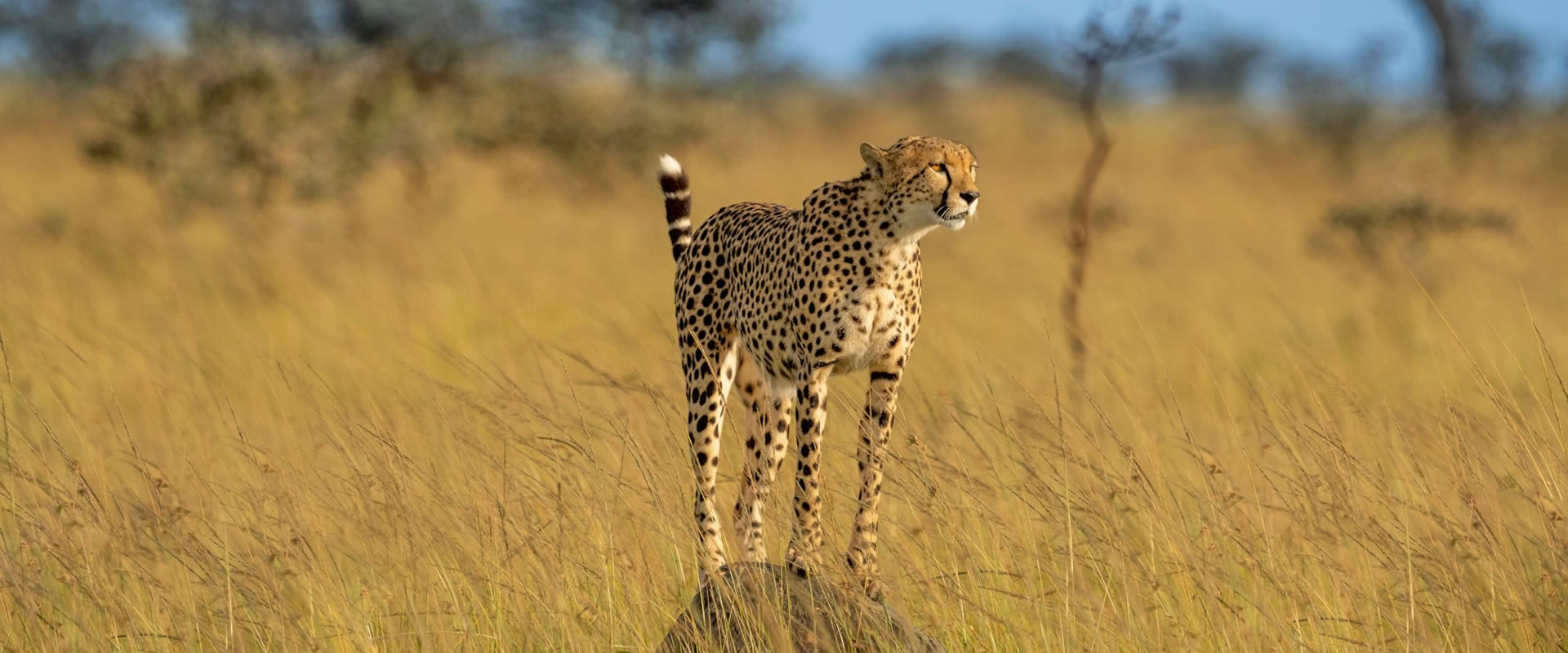 Maasai Mara