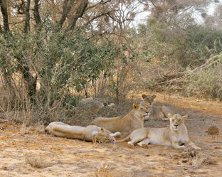 Tsavo west National Park