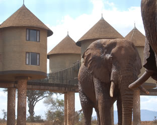 Tsavo West – Amboseli