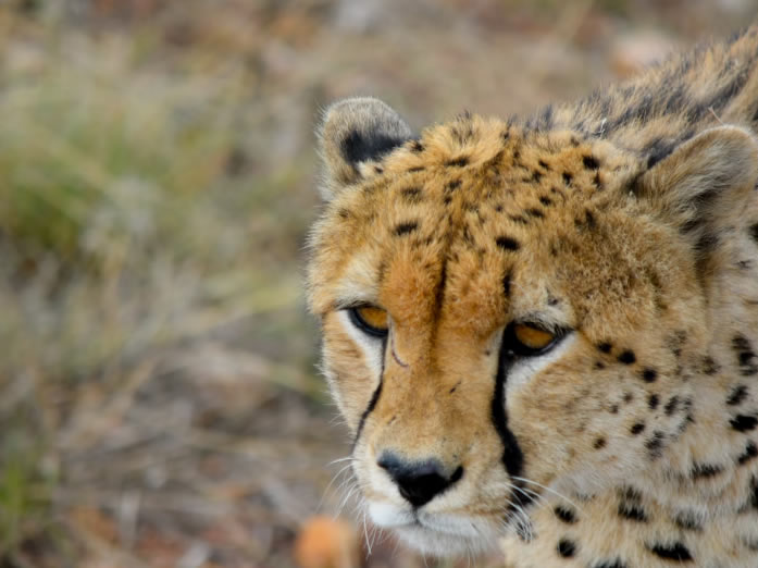 4 Days Lake Nakuru and Masai Mara