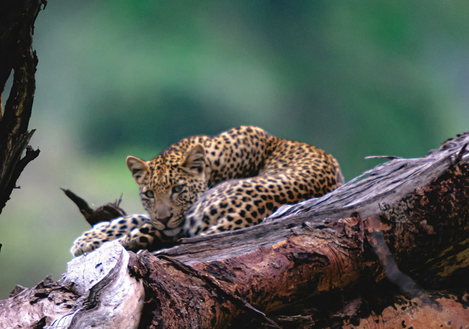 Aberdare National Park