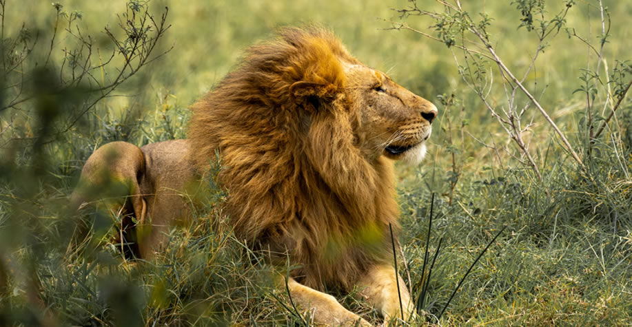 Samburu