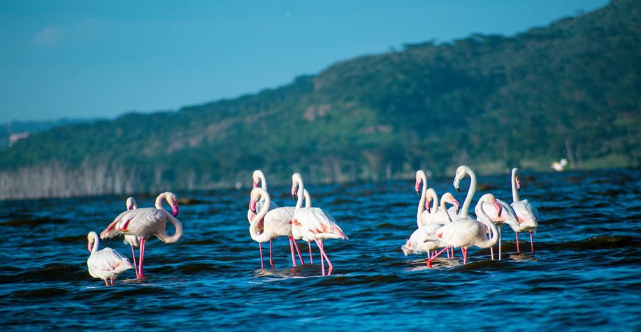 Lake Nakuru National Park