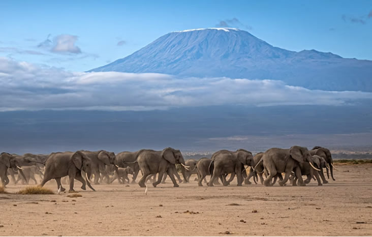 Amboseli safari and Mount Kilimanjaro