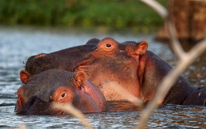 Lake Naivasha National Park