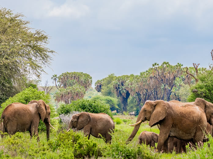 Samburu National Reserve