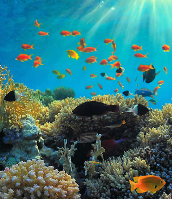 Wasini Island excursion