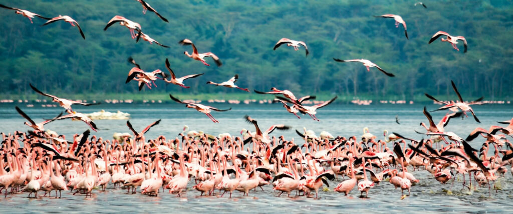 Lake Nakuru National Park
